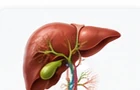 Karaciğer ve safra yolları anatomisi